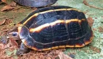 三龙骨龟吃什么？饲主来学习下吧