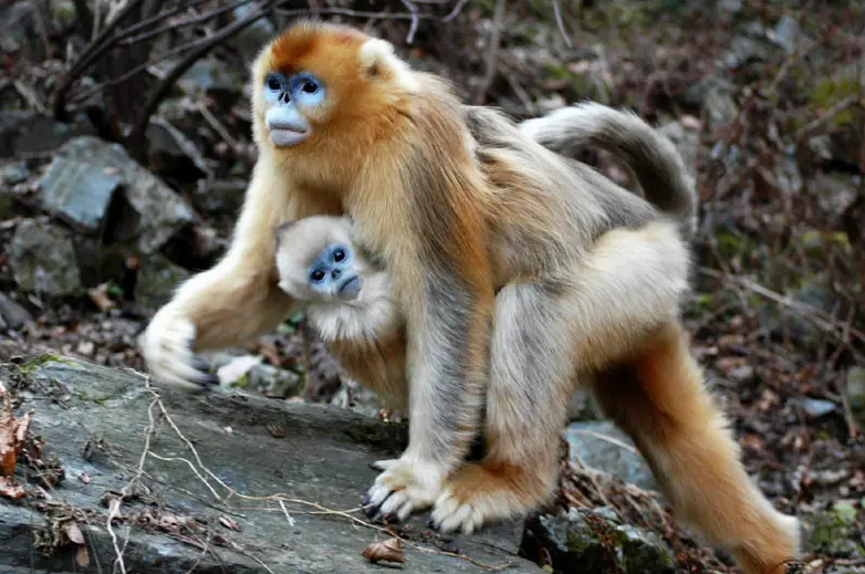 猴子也被“网暴”啦?同样是猴类,为啥金丝猴更招人疼? 猴子也被“网暴”啦?同样是猴类,为啥金丝猴更招人疼?