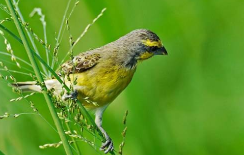 金青鸟怎么分公母？想养的朋友看一看