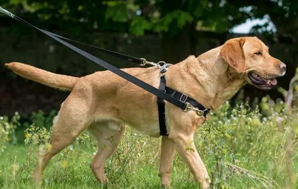胸背带比项圈安全，最好按狗的情况买，不然只会更伤狗！