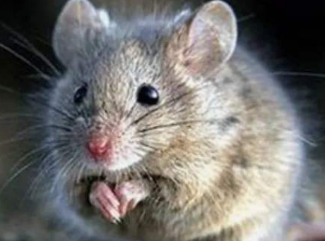 天山林鼠平的喂食要点，你知道多少？