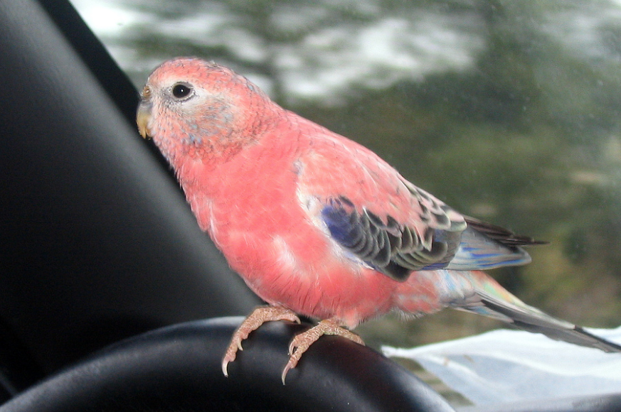 伯克氏粉色鹦鹉会说话吗?会的 伯克氏粉色鹦鹉会说话吗?会的