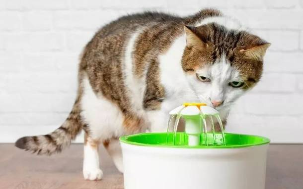 猫喝过的水人还能喝吗？主人要了解