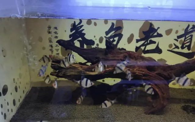 既想给鱼缸增氧，又想减少水流和气泡噪音，可以两全其美吗？