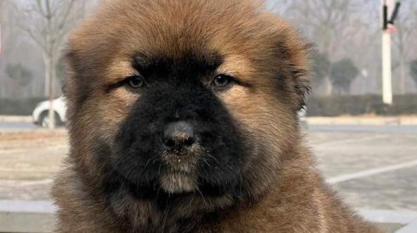 高加索犬怎么繁殖下一代？快来收藏！