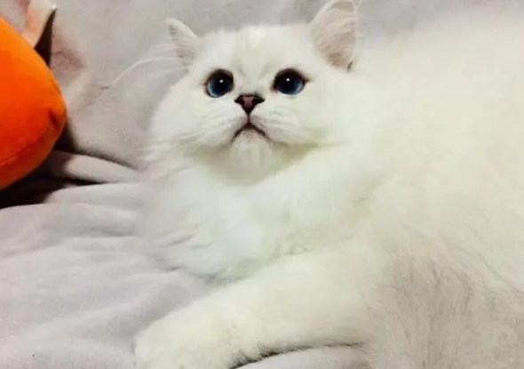 猫奴晋升手册—健康的猫咪需要吃益生菌吗？