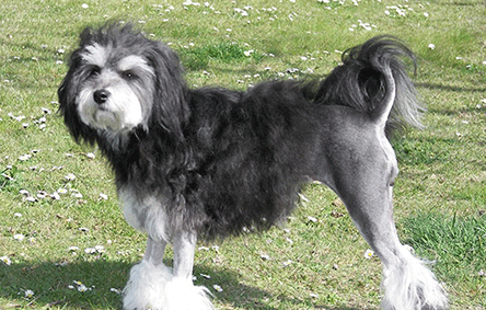 带你了解，罗秦犬的特点都有哪些？