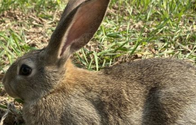 比利时兔价格如何，过来看看吧