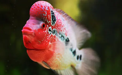 新手看过来,养花罗汉要注意什么? 新手看过来,养花罗汉要注意什么?