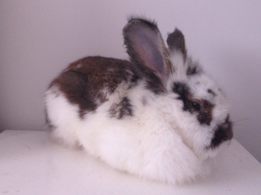 海棠兔能长多大？分很多类型，不确定哦