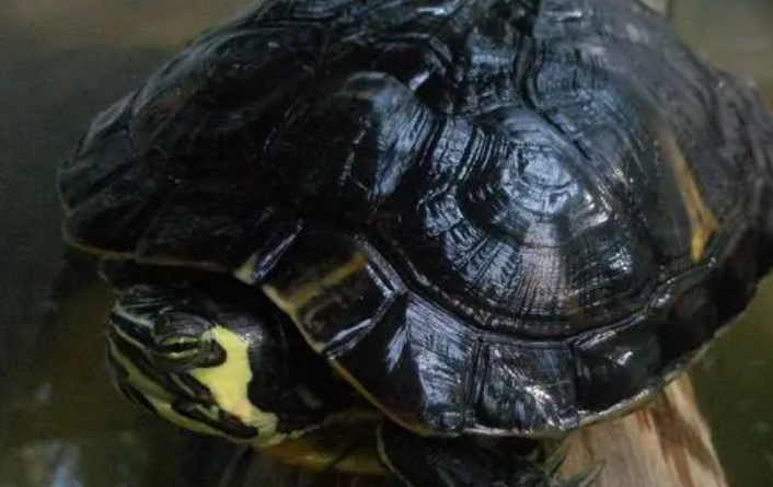 你们知道，缅甸山龟和黑山龟区别是什么吗？