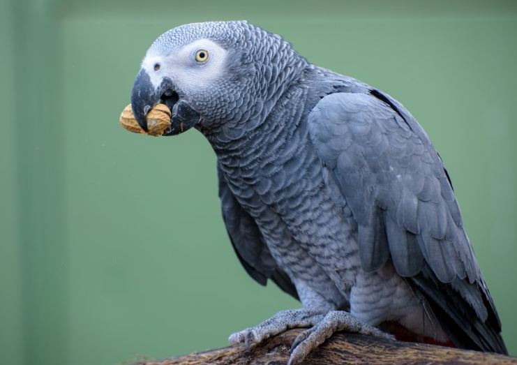 你们知道非洲灰鹦鹉能活多久吗? 你们知道非洲灰鹦鹉能活多久吗?