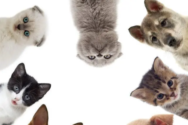 宠物看病如何选择正规的宠物医院，看这篇就够了