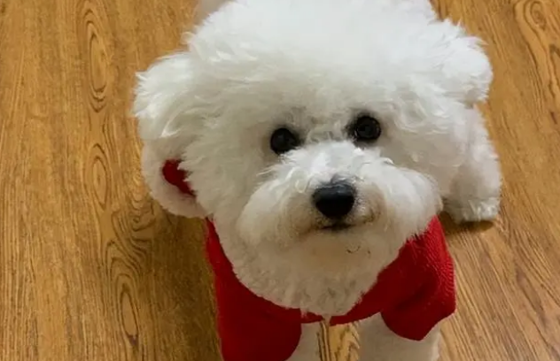 比熊犬越生气的表现，看完可要好好哄它喔！