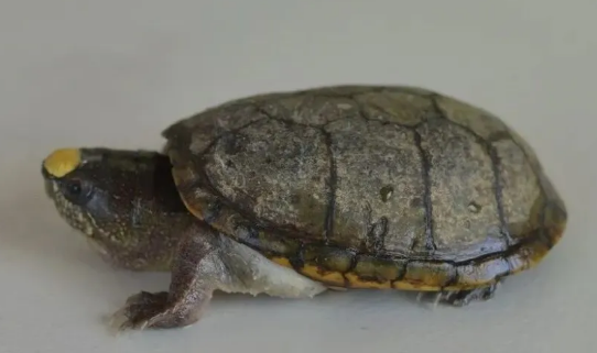 瓦哈卡泥龟好养吗?了解后再决定是否饲养吧~ 瓦哈卡泥龟好养吗?了解后再决定是否饲养吧~