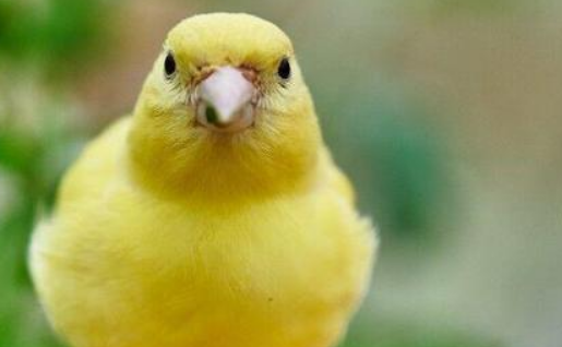 芙蓉鸟吃什么食物？饲养攻略奉上