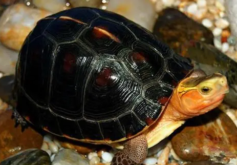 金头闭壳龟是黄缘吗？来看看吧