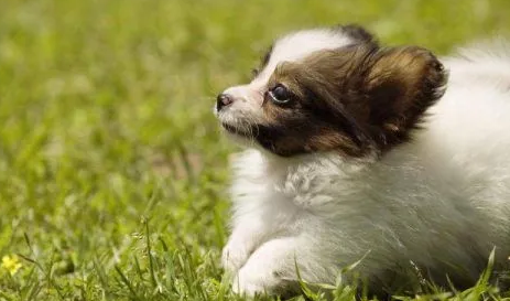 小狗尾巴掉毛怎么回事？ 此处有解答