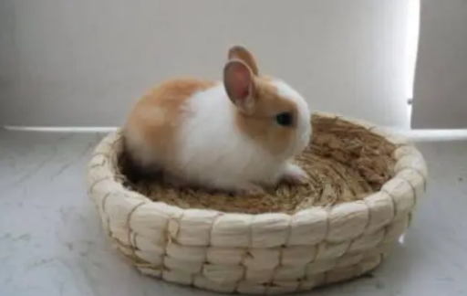 侏儒兔很容易死吗？购买需谨慎！