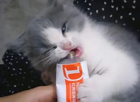 营养膏可以做猫咪的零食吗？答案显而易见，但很多铲屎官却不懂！