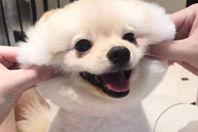 狗狗营养膏的三种喂食方式