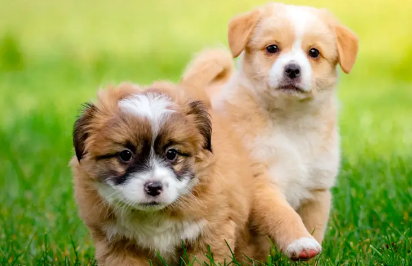 女狗狗叫什么名字洋气英文？方法如下！