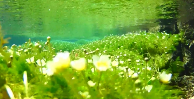 鱼缸水草怎么养怎么种植