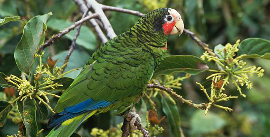 古巴亚马逊鹦鹉的价格是多少？新手来了解一下吧