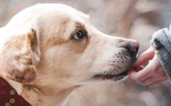 狗狗耳螨会传染给人吗?发现问题要及时处理 狗狗耳螨会传染给人吗?发现问题要及时处理