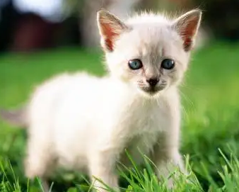 小猫钻进汽车底盘里不出来怎么办？看这里！