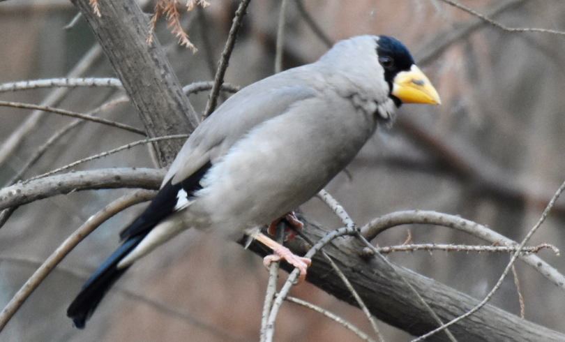 黑头蜡嘴雀价格多少？来告诉你答案