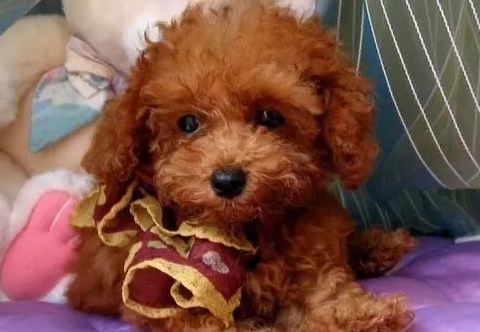 想要知道成年泰迪犬多少斤，可以来这了解一下~