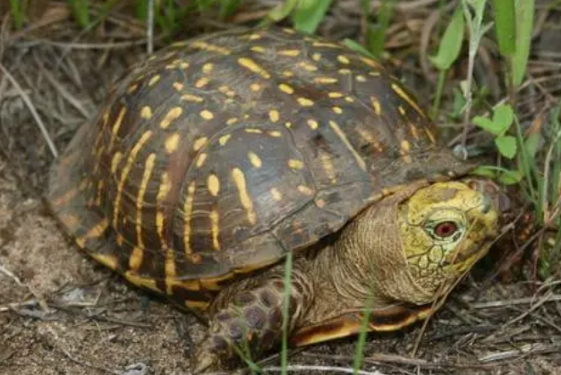 北部锦箱龟的寿命多长，来这里解惑