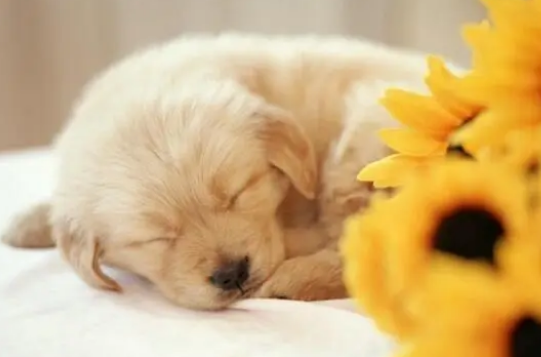 宠物为什么要驱虫？看完这些你就知道了