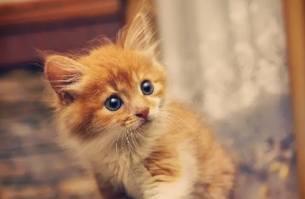 小奶猫在不同年龄阶段该如何养护?断奶后该怎么换粮? 小奶猫在不同年龄阶段该如何养护?断奶后该怎么换粮?