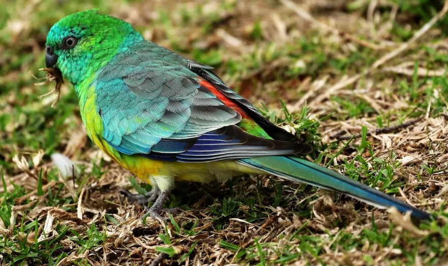 外形好看的红腰鹦鹉叫声却令人意外！