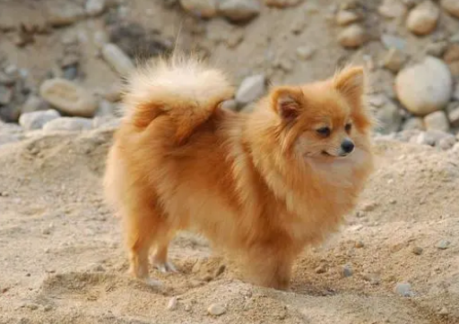 狗狗刚洗完澡可以做体外驱虫吗？为什么