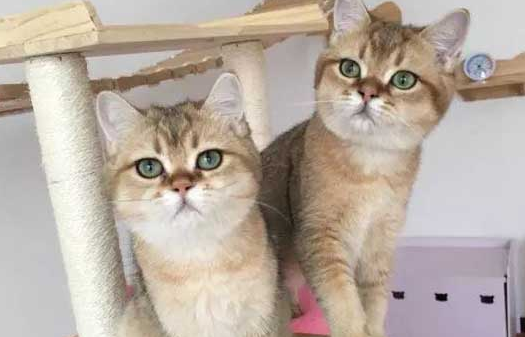 猫洗脸意味着什么？原因其实不复杂