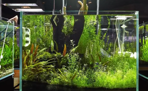 鱼缸改善水质水生植物