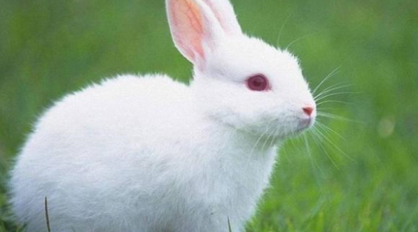 兔粮有什么优点和缺点，看完这篇文章就知道了