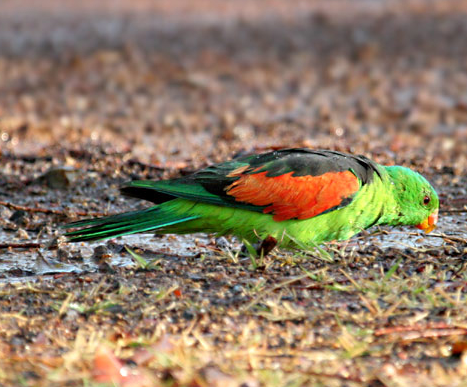 红翅鹦鹉怎么养?主人一定要知道 红翅鹦鹉怎么养?主人一定要知道