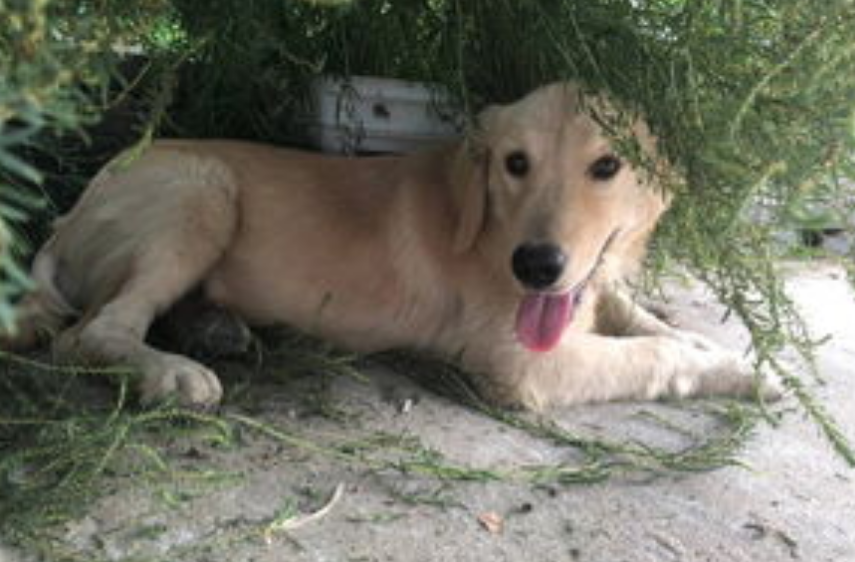 双血统和纯种狗的区别