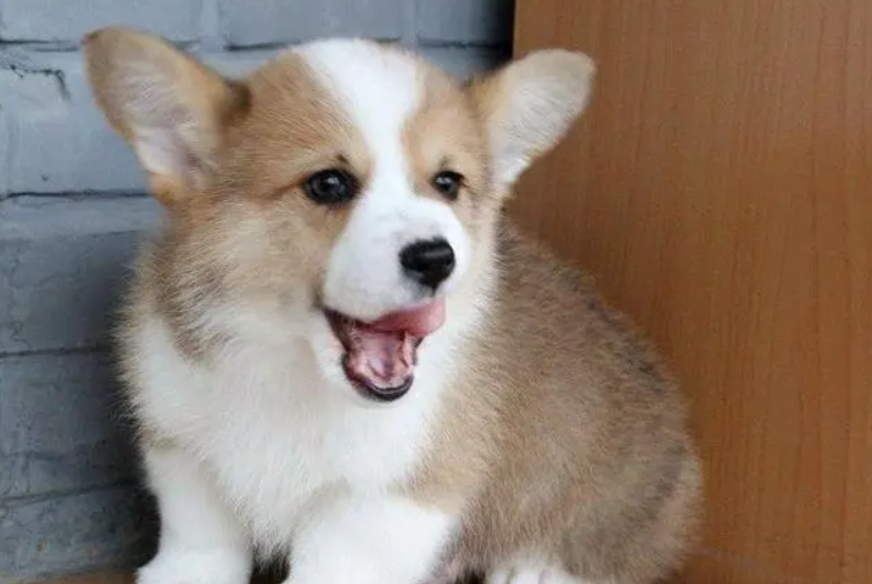 维生素b2狗狗吃几粒？喂养须知