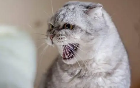 猫咪吃三金片和利尿通可以吗