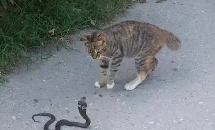蛇为什么咬不到猫？来这里看看吧