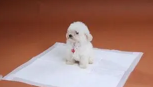 狗厕所和尿垫哪个实用？来了解一下吧