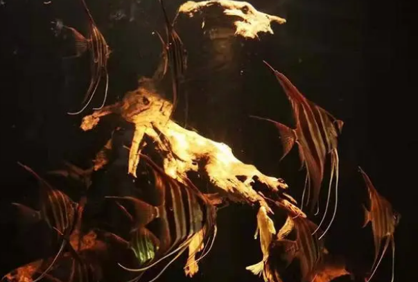 鱼缸水质跌酸怎么办？一个办法教你稳定PH，还能补充微量元素！