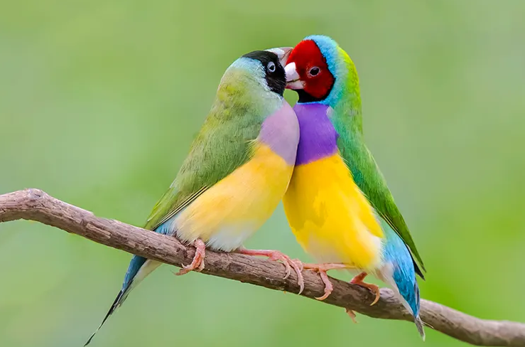 七彩文鸟相关简介文章