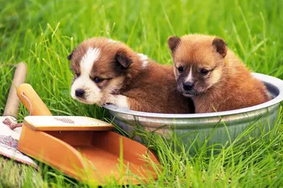 狗补钙怎么吃有效？来这了解下吧！