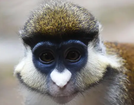 白额长尾猴有什么特征，看了这篇文章你还敢说不知道？